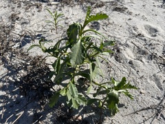 Cakile edentula harperi