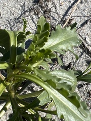 Cakile edentula harperi