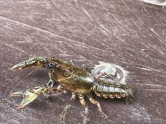 Lacunicambarus polychromatus