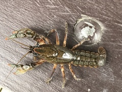 Lacunicambarus polychromatus