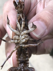 Lacunicambarus polychromatus