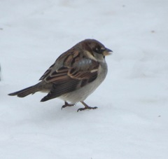 Passer domesticus