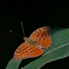 Bebearia zonara