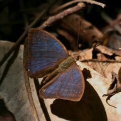 Euriphene coerulea