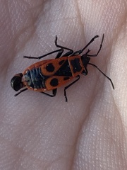 Pyrrhocoris apterus
