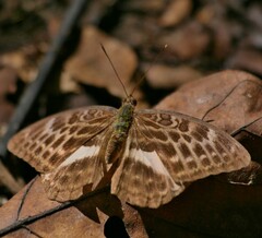 Bebearia zonara