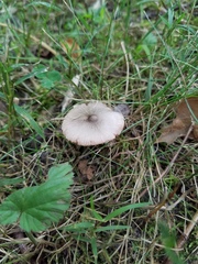 Volvariella