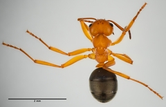Formica integra