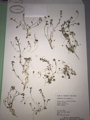 Cochlearia groenlandica
