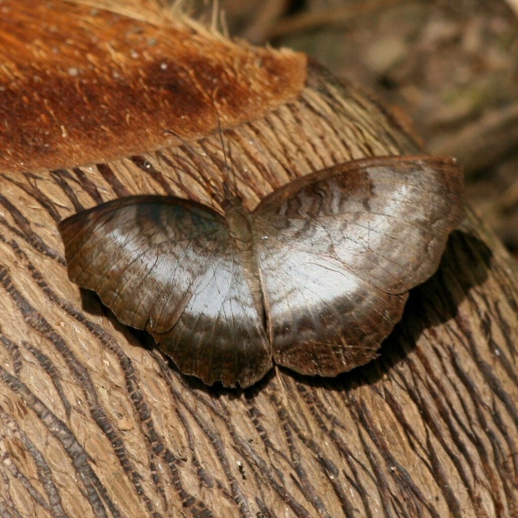 White-banded Castor