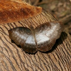Ariadne albifascia