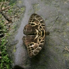 Catuna crithea