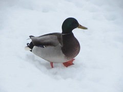 Anas platyrhynchos
