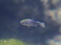 Cyprinodon nevadensis