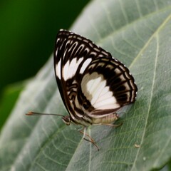 Pseudathyma plutonica