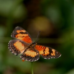 Junonia sophia