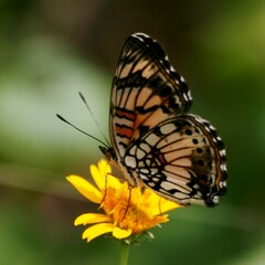 Junonia sophia