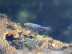 Cyprinodon nevadensis