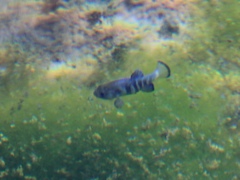 Cyprinodon nevadensis