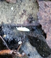 Collembola