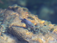 Cyprinodon nevadensis