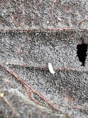 Collembola