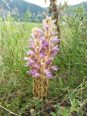 Phelipanche arenaria