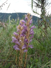 Phelipanche arenaria
