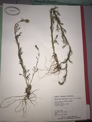 Descurainia sophioides