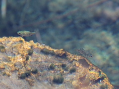 Cyprinodon nevadensis