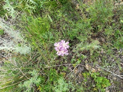 Phelipanche arenaria