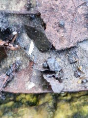 Collembola