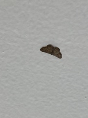 Sterrhinae