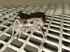 Enyaliopsis