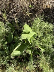 Heterotheca grandiflora