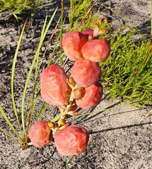 Tritoniopsis antholyza