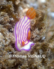 Hypselodoris