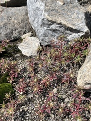Portulaca smallii