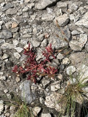 Portulaca smallii