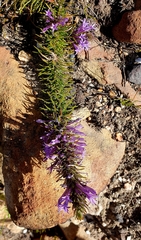 Merciera azurea