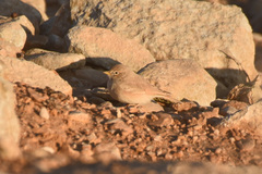 Ammomanes deserti