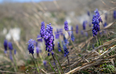 Muscari