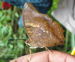 Charaxes marmax