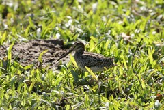 Gallinago