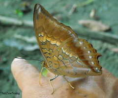 Charaxes marmax