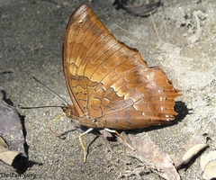 Charaxes marmax