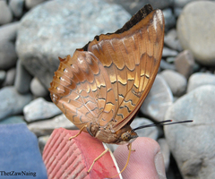 Charaxes marmax