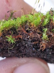 Bryoerythrophyllum recurvirostrum