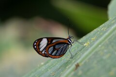 Ithomia terra
