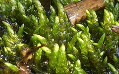 Rhynchostegium riparioides